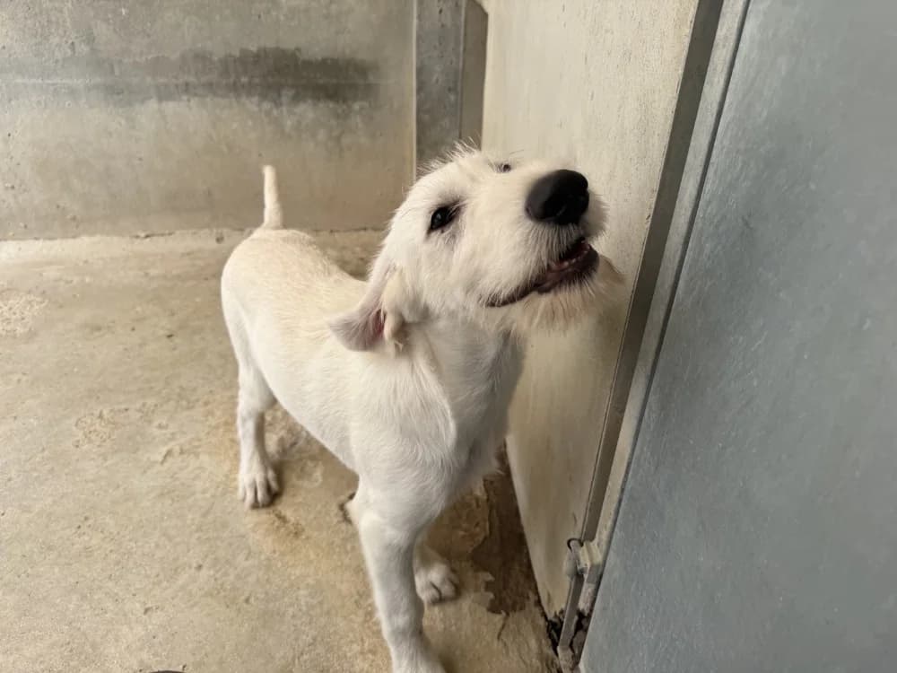 RUBIS VAA, male Mixed Breed for adoption at SPA Vaux-le-Pénil, Vaux-le-Pénil