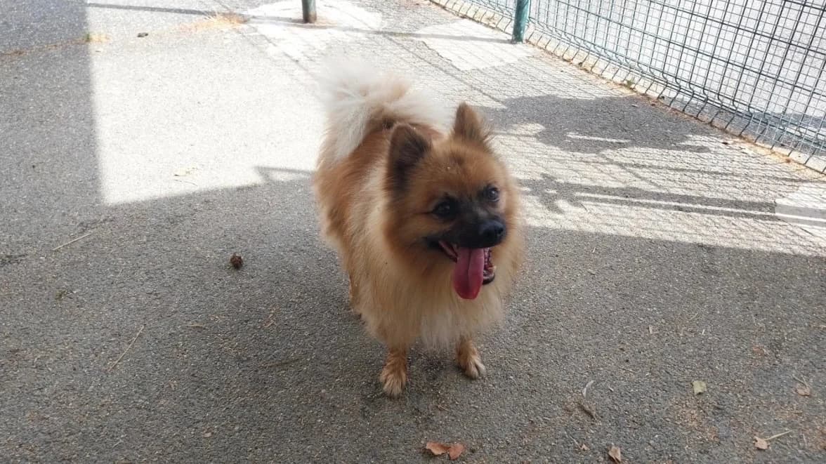 KAI VAA, male 3yo mixed breed for adoption at SPA Vaux-le-Pénil, Vaux-le-Pénil