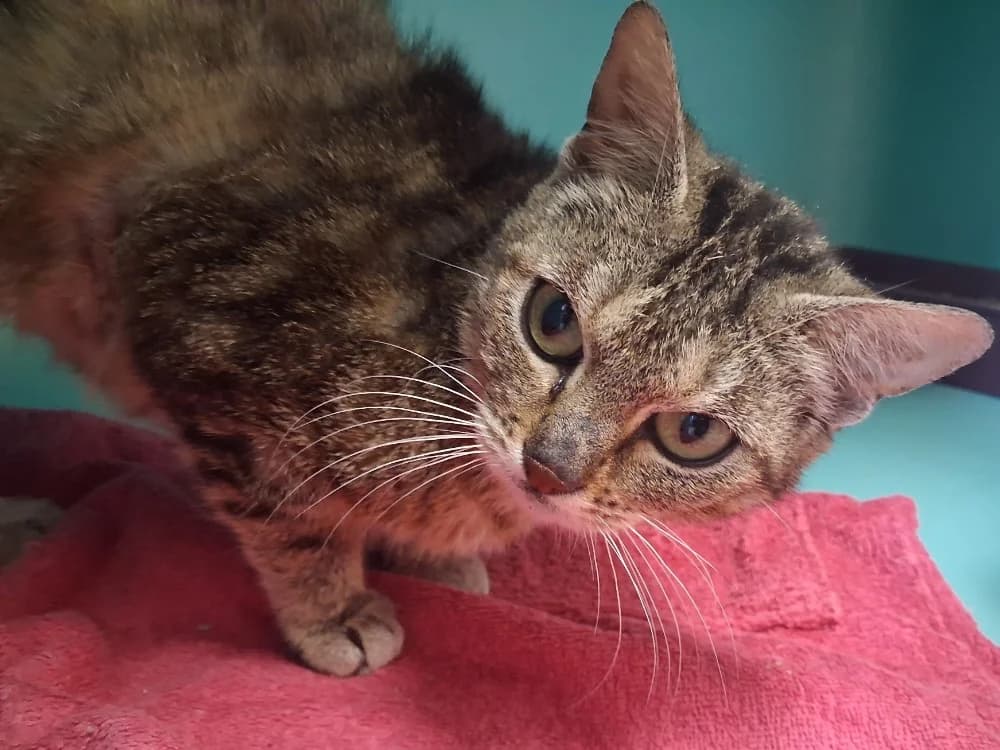 PENELOPE C, female young Mixed Breed for adoption at SPA Vaux-le-Pénil, Vaux-le-Pénil