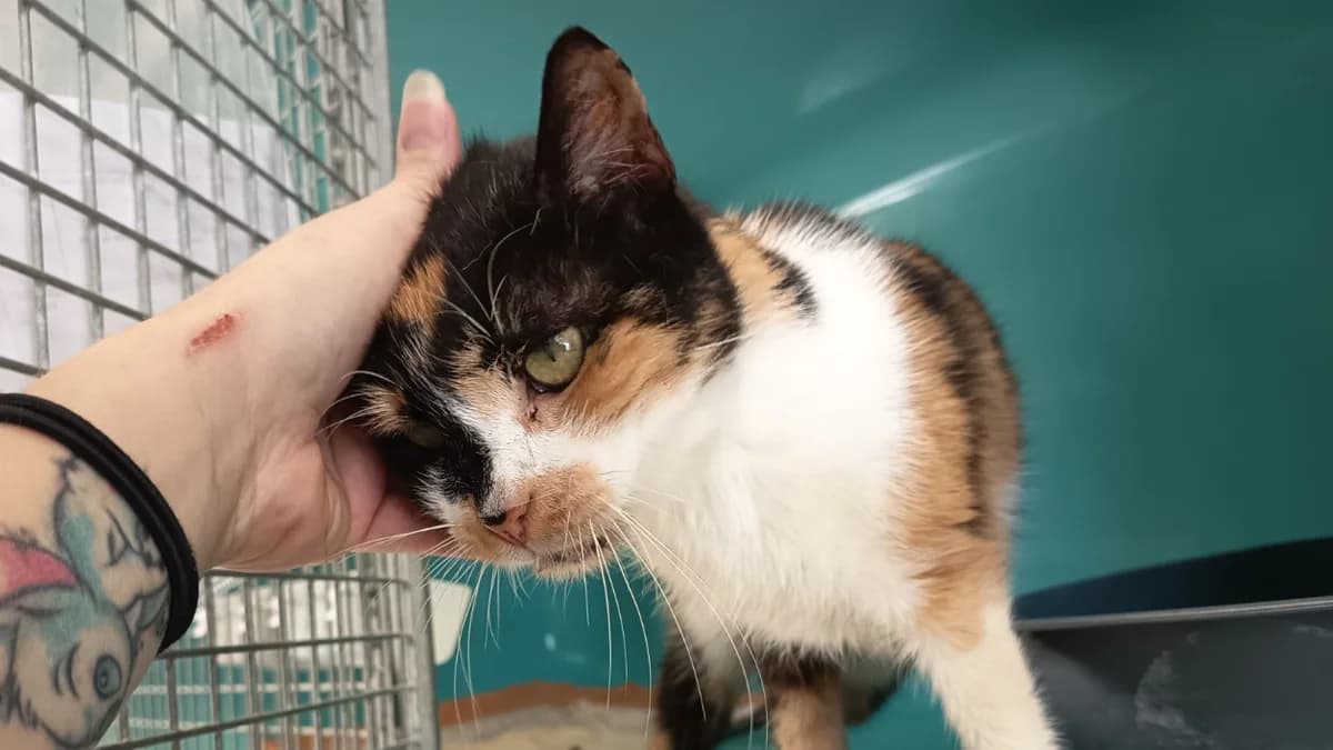 SCARA C, female 3yo Mixed Breed for adoption at SPA Vaux-le-Pénil, Vaux-le-Pénil