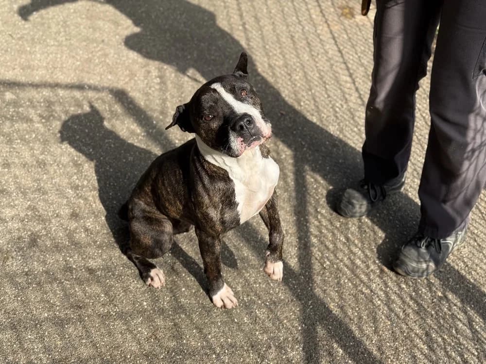 ZERA VAA, male senior Mixed Breed for adoption at SPA Vaux-le-Pénil, Vaux-le-Pénil
