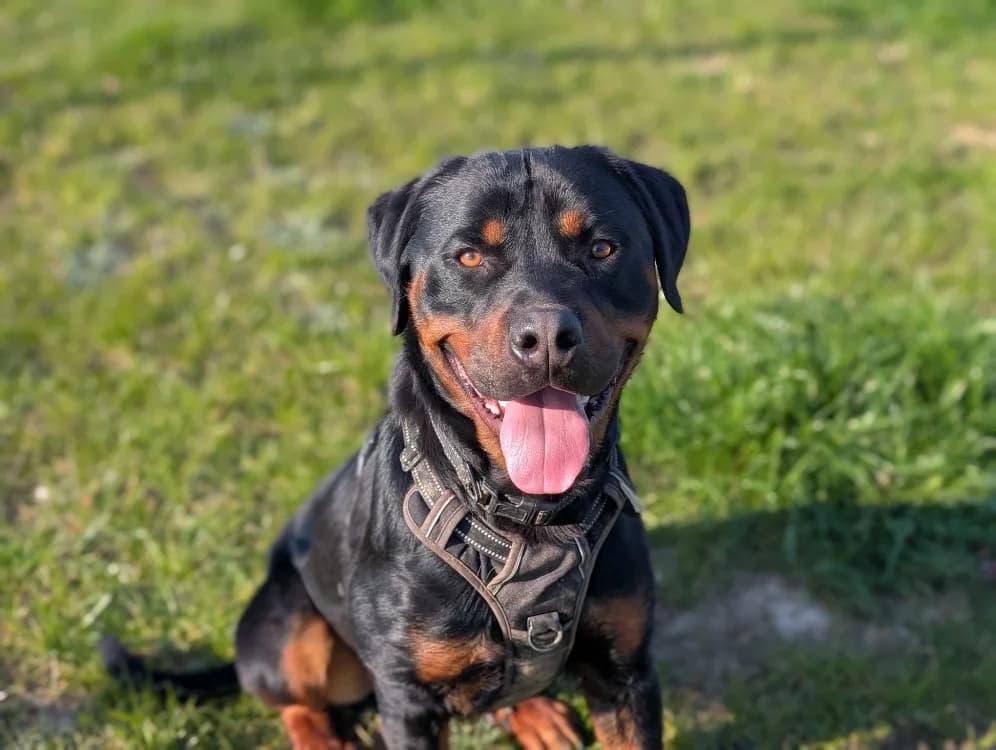 ADES VAA, male young Rottweiler for adoption at SPA Vaux-le-Pénil, Vaux-le-Pénil