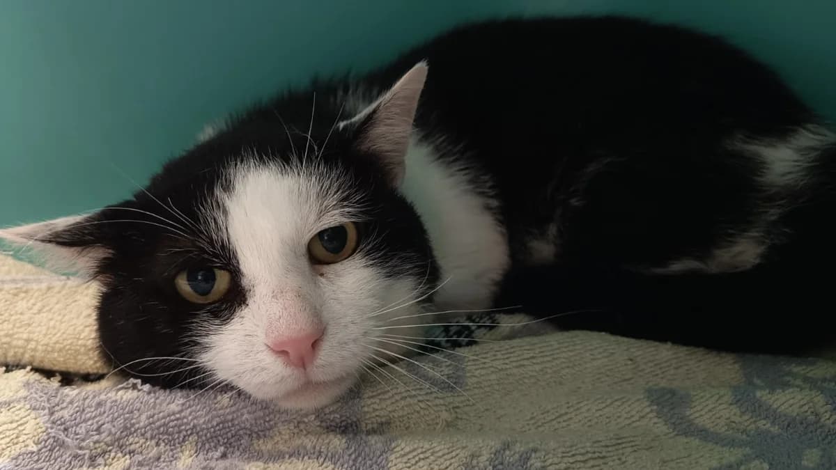 TAKUMI C, male 3yo Mixed Breed for adoption at SPA Vaux-le-Pénil, Vaux-le-Pénil