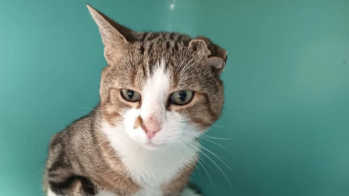 KYOSUKE C, male senior Mixed Breed for adoption at SPA Vaux-le-Pénil, Vaux-le-Pénil