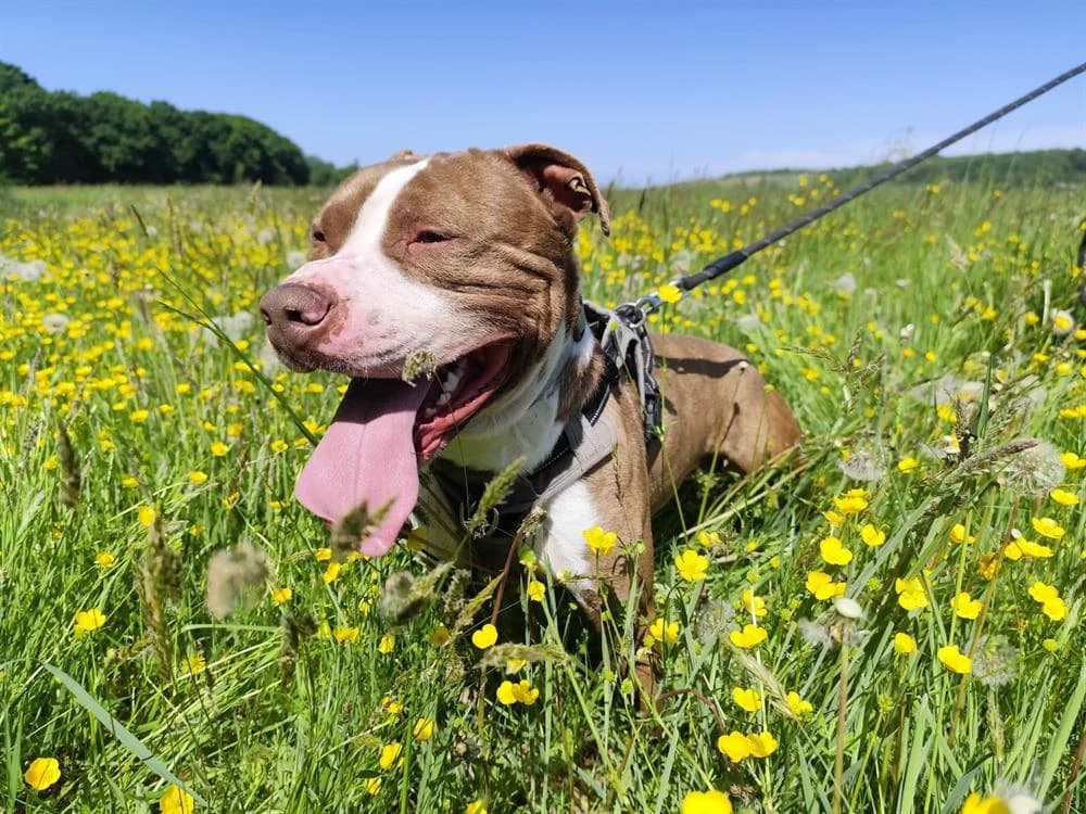 LAYONE VAA, male 3yo mixed breed for adoption at SPA Vaux-le-Pénil, Vaux-le-Pénil