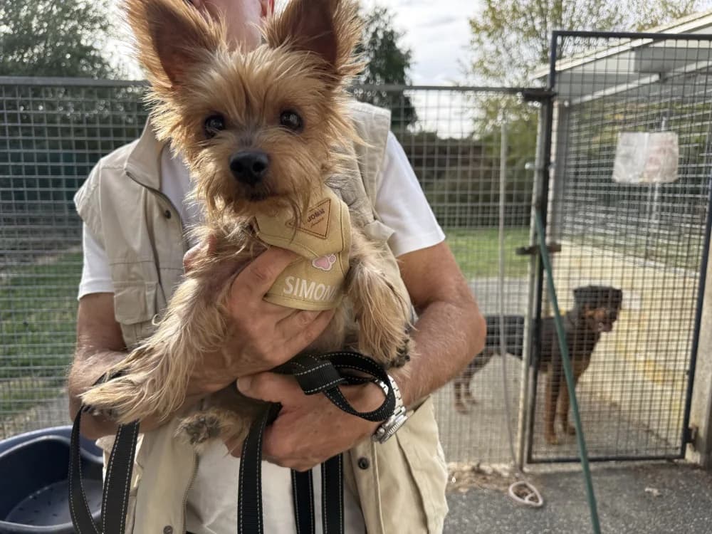 MINA VAA, female senior Yorkshire Terrier for adoption at SPA Vaux-le-Pénil, Vaux-le-Pénil
