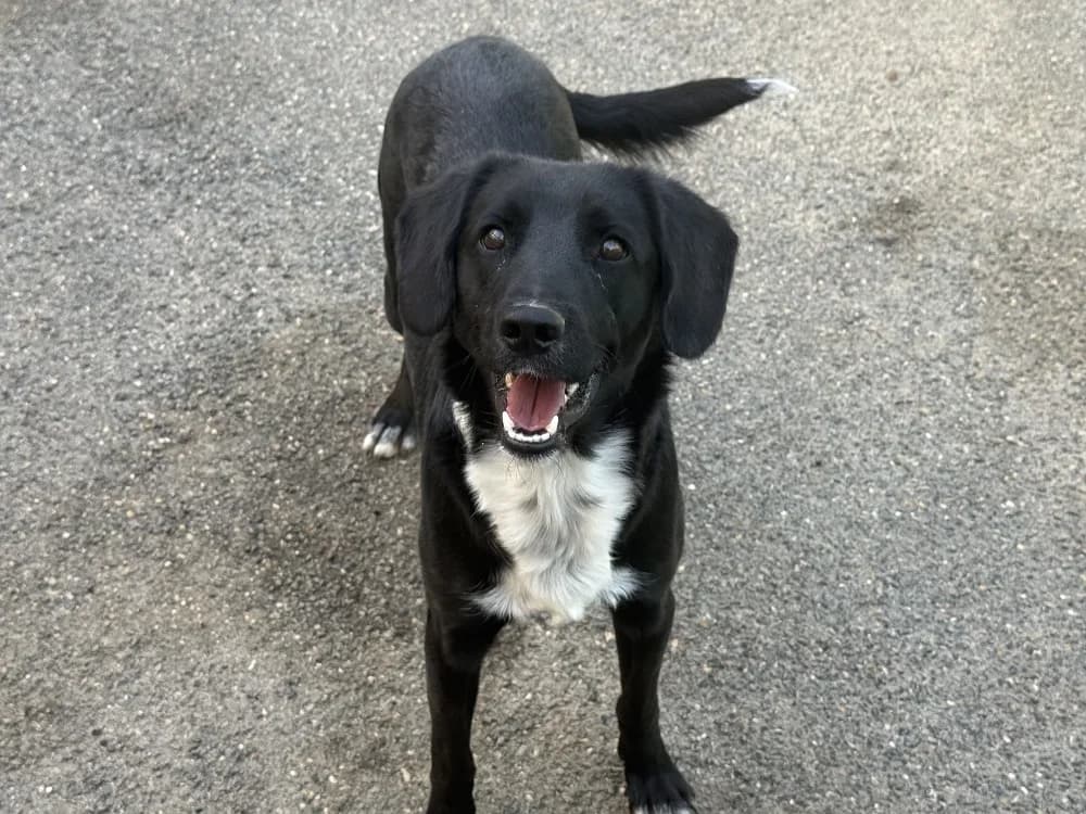 COOPER VAA, male 3yo Border Collie for adoption at SPA Vaux-le-Pénil, Vaux-le-Pénil