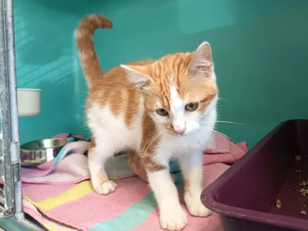 WAZE C, male Mixed Breed for adoption at SPA Vaux-le-Pénil, Vaux-le-Pénil