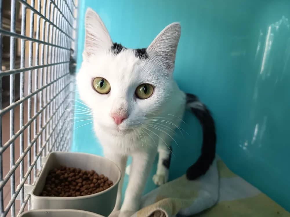 GEMINI C, female Mixed Breed for adoption at SPA Vaux-le-Pénil, Vaux-le-Pénil