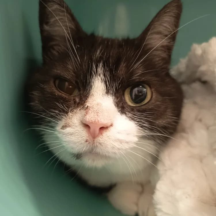 TICHA C, female 6yo Mixed Breed for adoption at SPA Vaux-le-Pénil, Vaux-le-Pénil