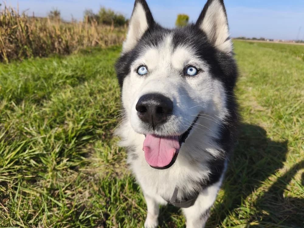 HERMÈS VAA, male senior Husky for adoption at SPA Vaux-le-Pénil, Vaux-le-Pénil