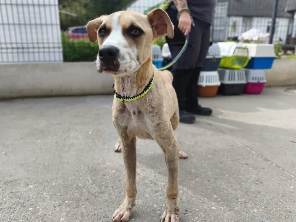 KAZOU VAA, male 5yo mixed breed for adoption at SPA Vaux-le-Pénil, Vaux-le-Pénil