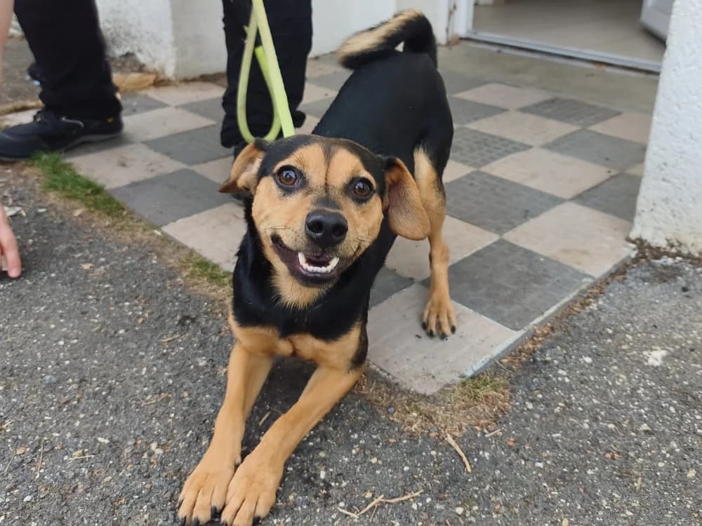 LOKI VAA, male young Beagle for adoption at SPA Vaux-le-Pénil, Vaux-le-Pénil