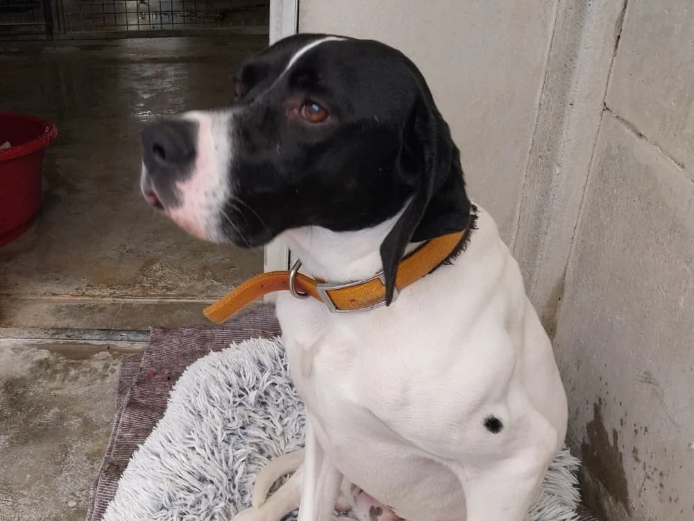 SOSO VAA, male young Pointer for adoption at SPA Vaux-le-Pénil, Vaux-le-Pénil