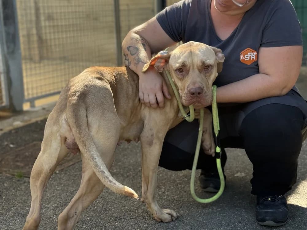 BUTTERNUT VAA, female 5yo mixed breed for adoption at SPA Vaux-le-Pénil, Vaux-le-Pénil