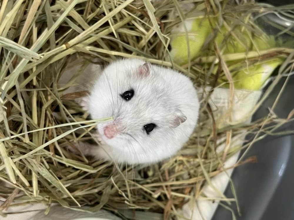 EWOK 713, female Mixed Breed for adoption at SPA Vaux-le-Pénil, Vaux-le-Pénil