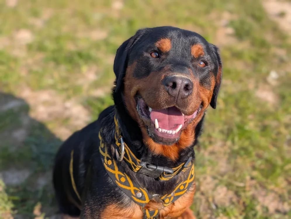 ATTILA VAA, male young Rottweiler for adoption at SPA Vaux-le-Pénil, Vaux-le-Pénil