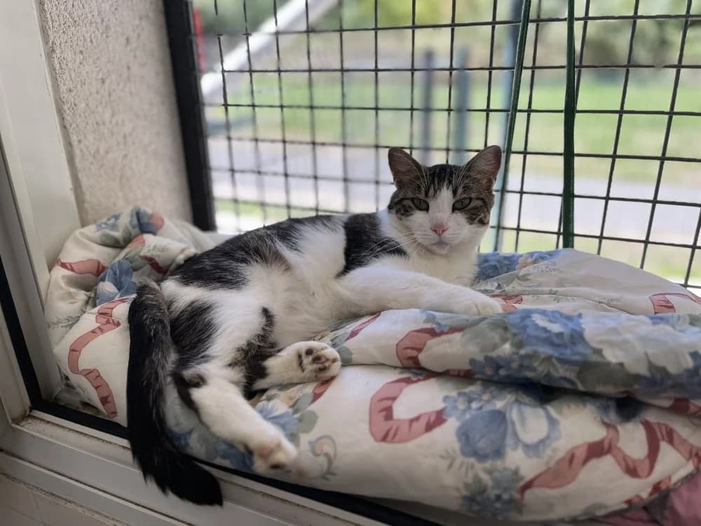 COMPOTE C, female 4yo mixed breed for adoption at SPA Vaux-le-Pénil, Vaux-le-Pénil