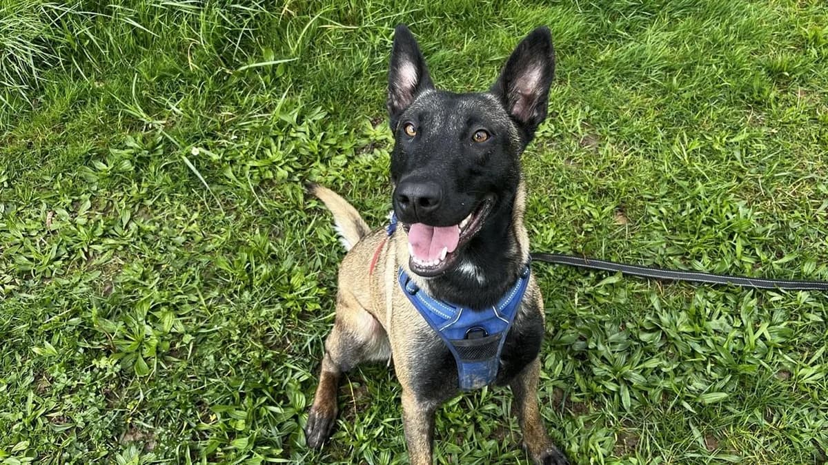 CHANNIE VAA, female 3yo Belgian Malinois for adoption at SPA Vaux-le-Pénil, Vaux-le-Pénil
