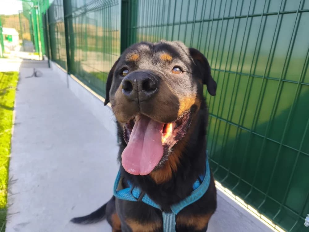 PRESTON VAA, male 7yo Rottweiler for adoption at SPA Vaux-le-Pénil, Vaux-le-Pénil