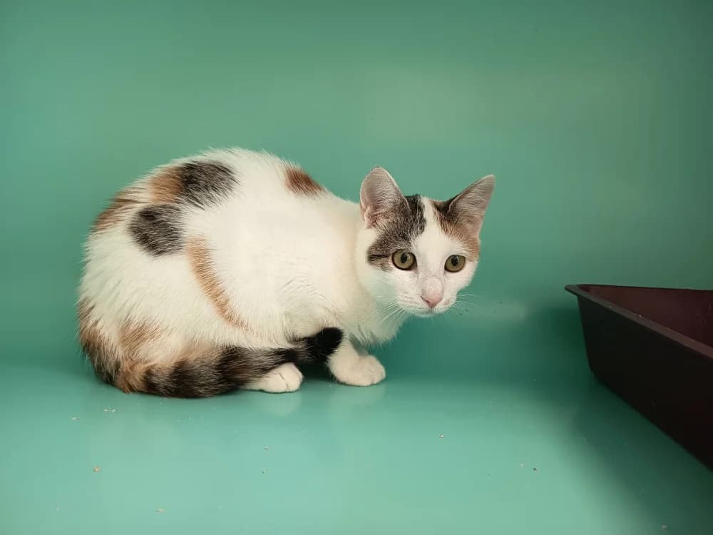 OLYSTRA C, female Mixed Breed for adoption at SPA Vaux-le-Pénil, Vaux-le-Pénil