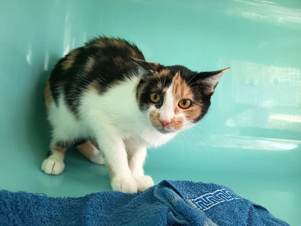 AÉLYS C, female Mixed Breed for adoption at SPA Vaux-le-Pénil, Vaux-le-Pénil