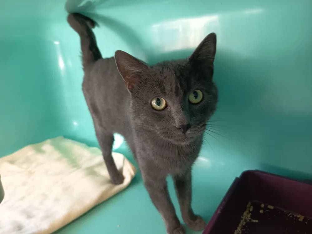 ASTÉRION C, male 4yo Mixed Breed for adoption at SPA Vaux-le-Pénil, Vaux-le-Pénil
