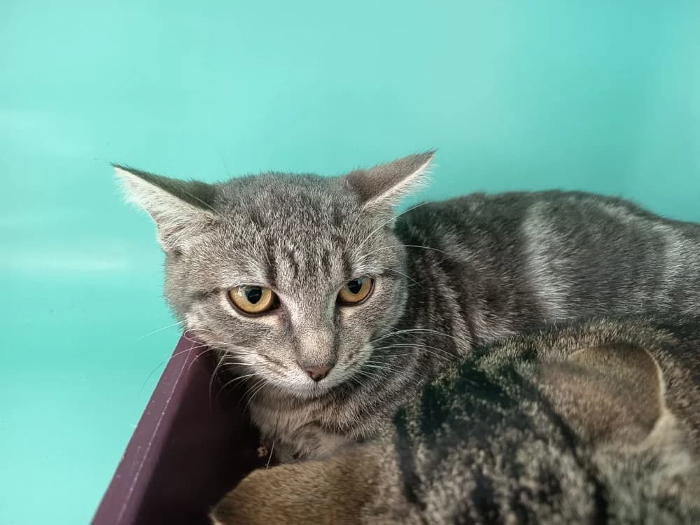 YSILDA C, female Mixed Breed for adoption at SPA Vaux-le-Pénil, Vaux-le-Pénil