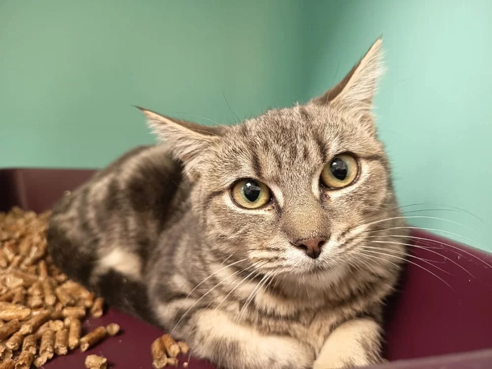 CRISTAL C, female Mixed Breed for adoption at SPA Vaux-le-Pรฉnil, Vaux-le-Pรฉnil