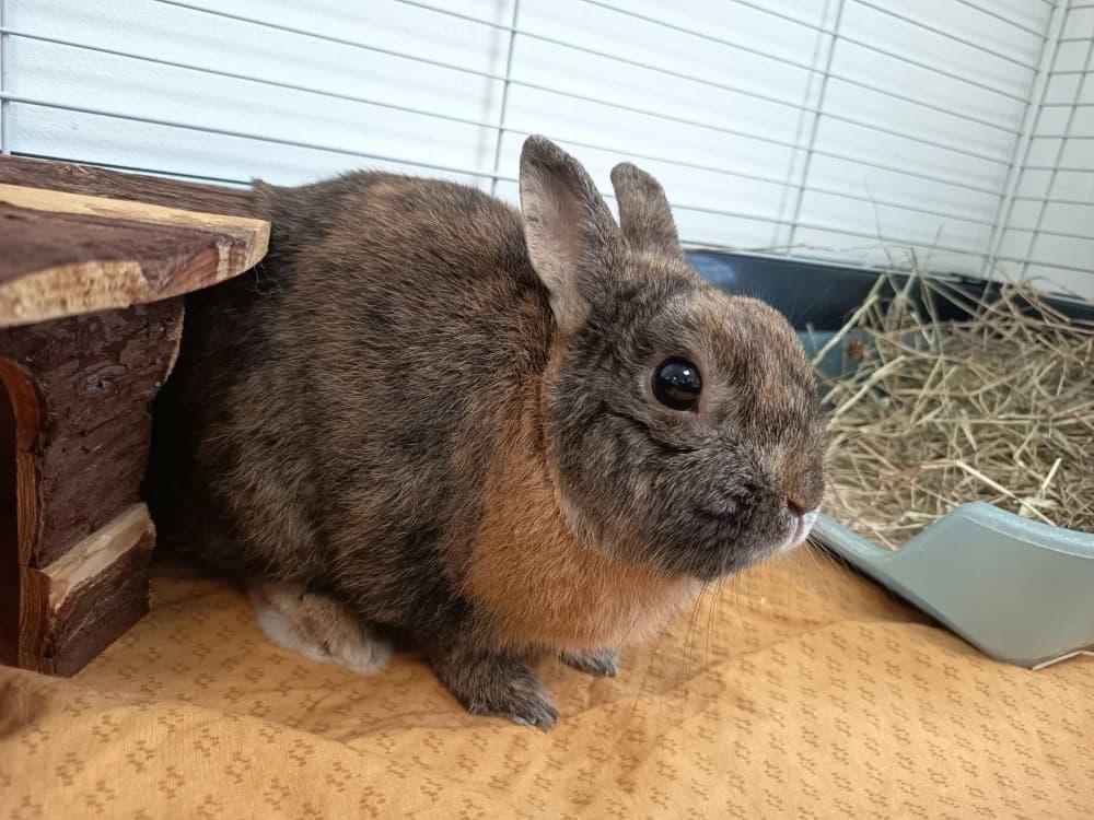 QUIGNON 717, male Mixed Breed for adoption at SPA Vaux-le-Pénil, Vaux-le-Pénil