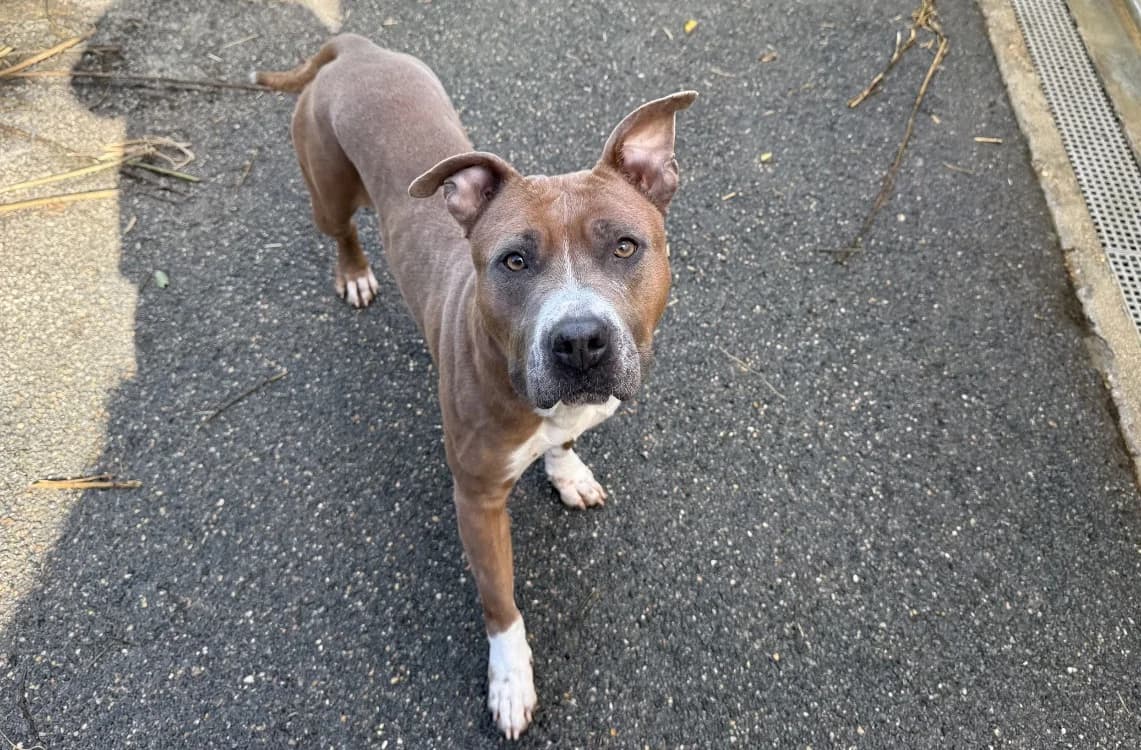 CORAIL VAA, female 4yo mixed breed for adoption at SPA Vaux-le-Pénil, Vaux-le-Pénil