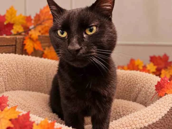 GHOST C, male 5yo Mixed Breed for adoption at SPA Vaux-le-Pénil, Vaux-le-Pénil
