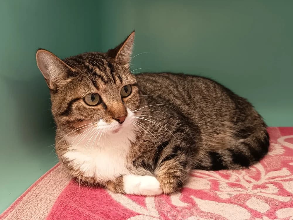 MOUSTACHE C, male 4yo Mixed Breed for adoption at SPA Vaux-le-Pénil, Vaux-le-Pénil