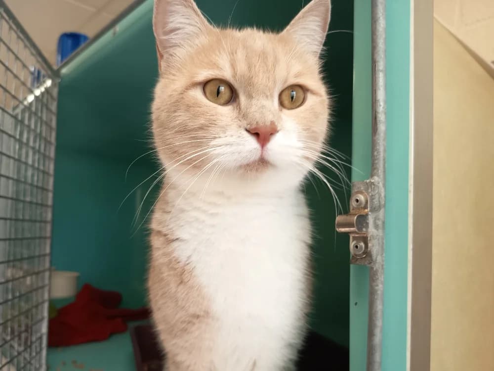 EUGENE C, male 4yo Mixed Breed for adoption at SPA Vaux-le-Pénil, Vaux-le-Pénil