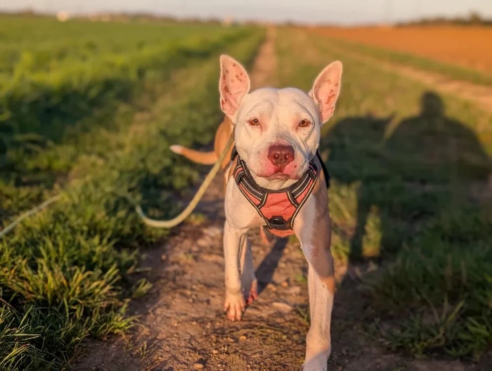 JERRY VAA, female 3yo mixed breed for adoption at SPA Vaux-le-Pénil, Vaux-le-Pénil