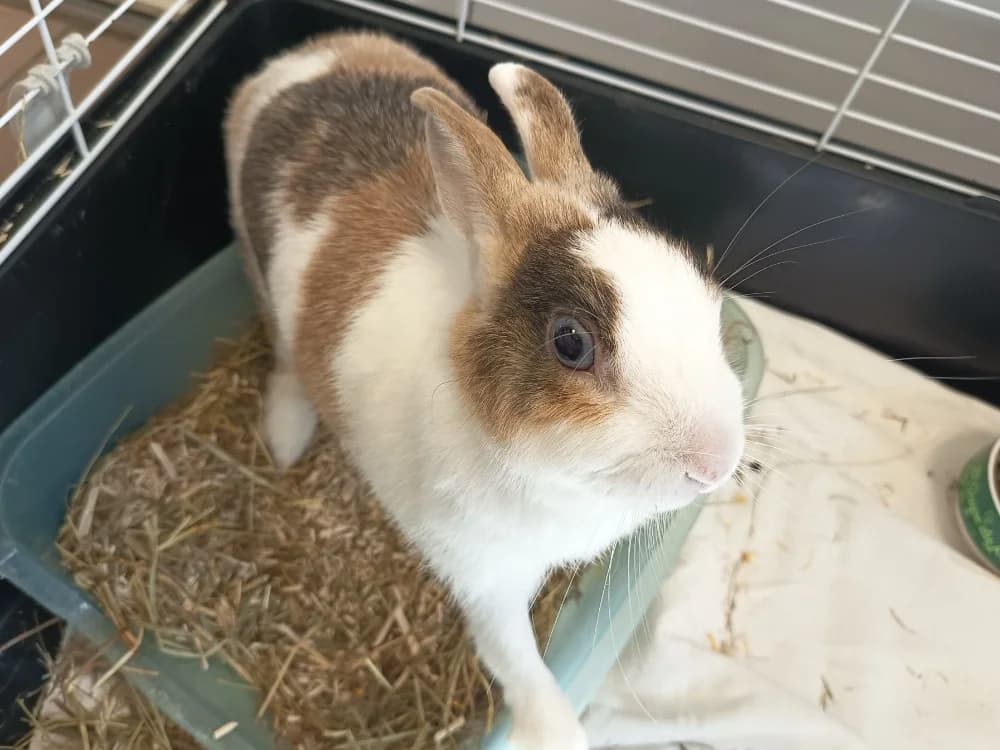 BLUE 720, female 5yo Mixed Breed for adoption at SPA Vaux-le-Pénil, Vaux-le-Pénil
