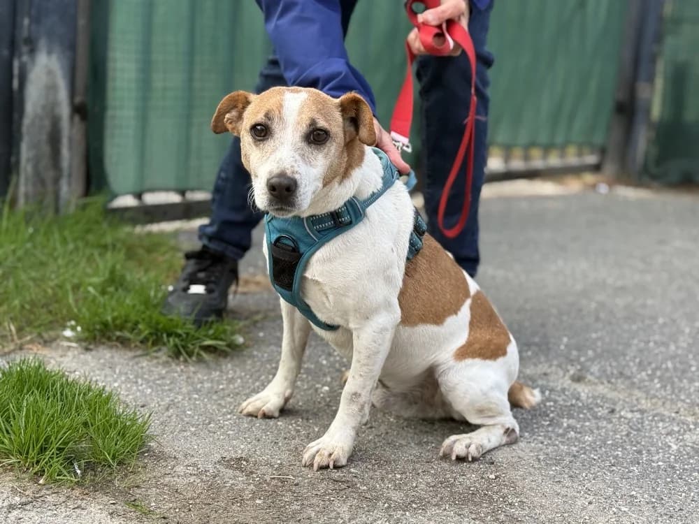 DRAGON, male senior Jack Russell Terrier for adoption at SPA Vaux-le-Pénil, Vaux-le-Pénil