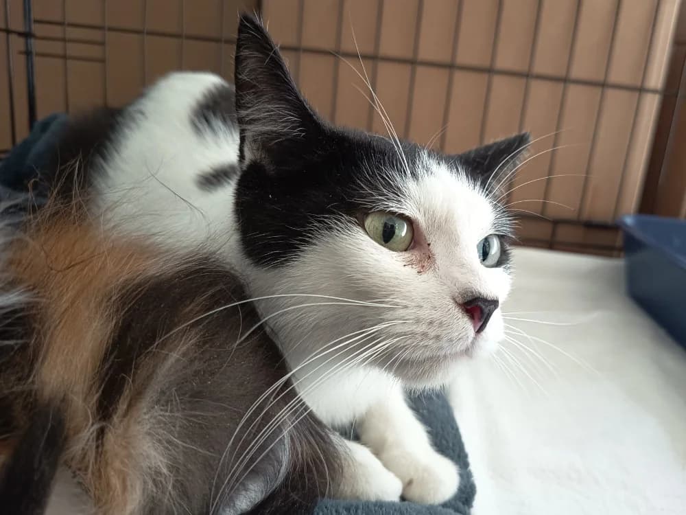 NYX C, female young Mixed Breed for adoption at SPA Vaux-le-Pénil, Vaux-le-Pénil