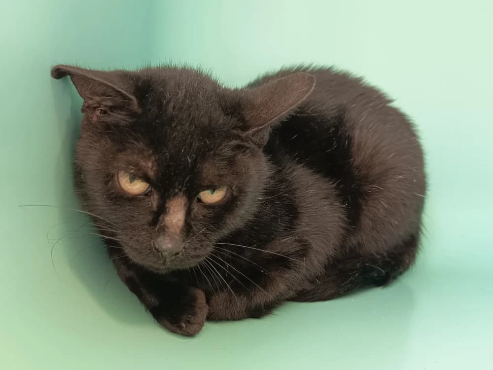 NIKITA C, female young Mixed Breed for adoption at SPA Vaux-le-Pénil, Vaux-le-Pénil