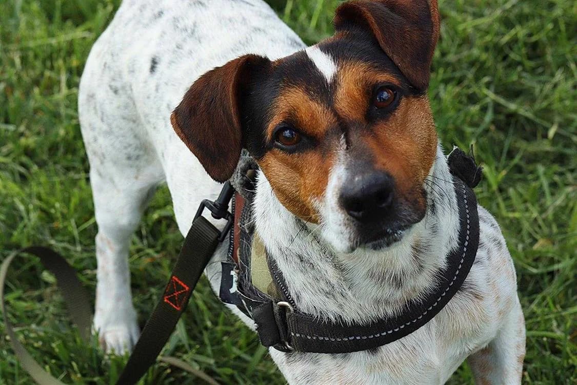ZULK VAA, male senior Jack Russell Terrier for adoption at SPA Vaux-le-Pénil, Vaux-le-Pénil