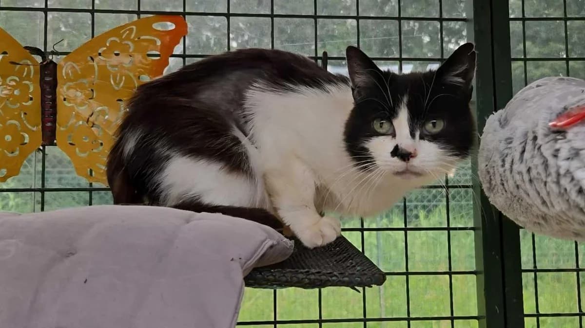 TORTILLA, female senior Mixed Breed for adoption at SPA Vichy (Brugheas), Vichy