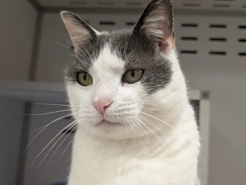 BLUE, male senior mixed breed for adoption at SPA Vichy (Brugheas), Vichy