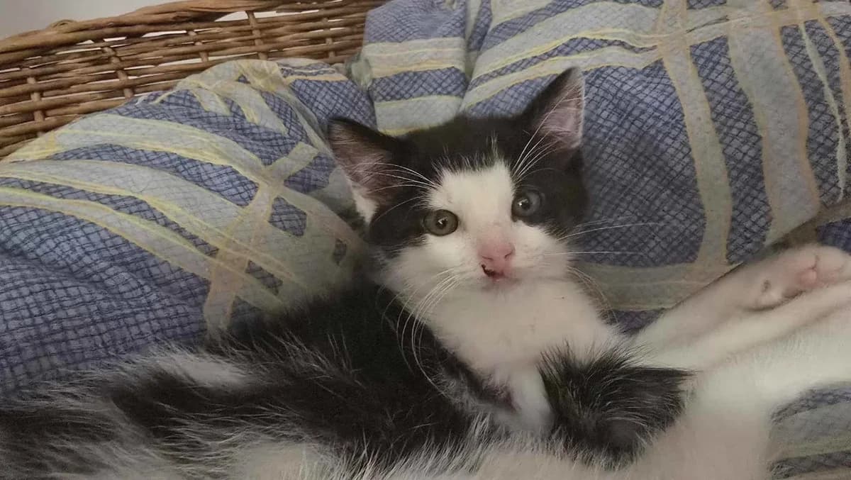 DOMINO, male puppy mixed breed for adoption at SPA Vichy (Brugheas), Vichy