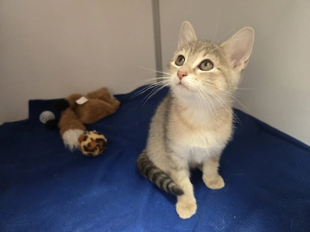Isis, female mixed breed for adoption at SPA Vichy (Brugheas), Vichy