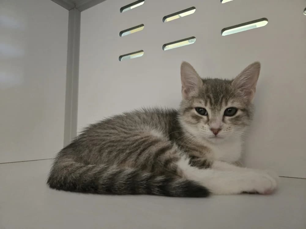 Plume, female Australian Shepherd for adoption at SPA Vichy (Brugheas), Vichy