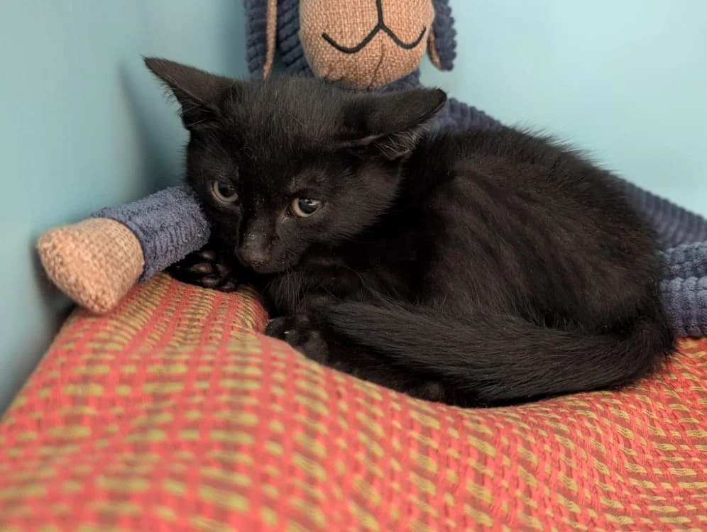 INKY, male puppy Mixed Breed for adoption at SPA Vichy (Brugheas), Vichy