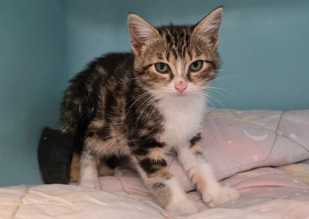 AVANE, female Mixed Breed for adoption at SPA Vichy (Brugheas), Vichy