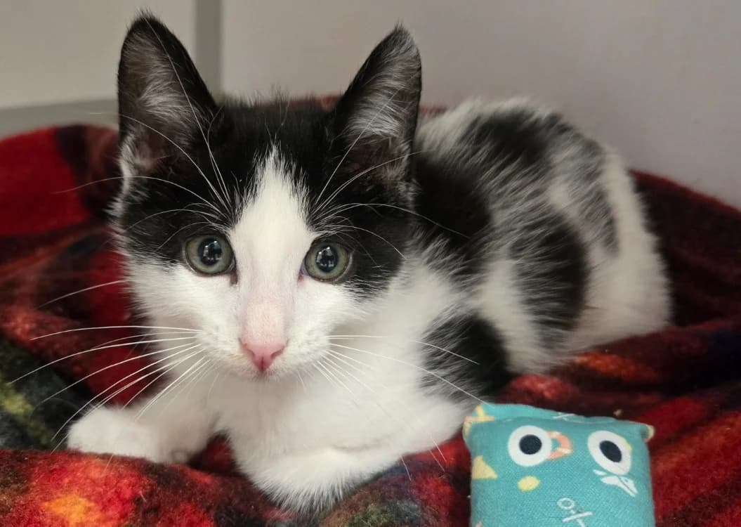 BASTET, male puppy Mixed Breed for adoption at SPA Vichy (Brugheas), Vichy