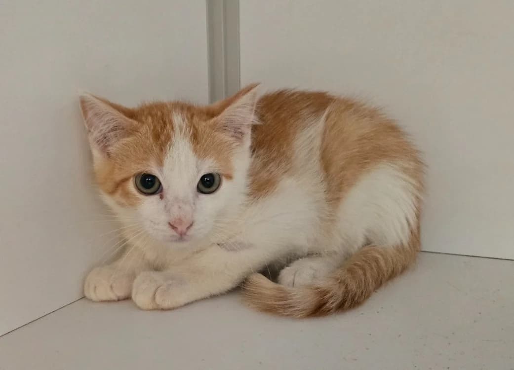 ARLEQUIN, male puppy mixed breed for adoption at SPA Vichy (Brugheas), Vichy
