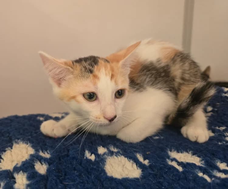 Bloom, female mixed breed for adoption at SPA Vichy (Brugheas), Vichy